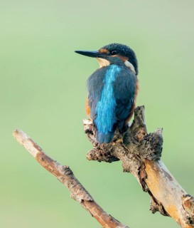 Kingfisher (Alcedo atthis) sitting on an old branch, perch and looking for prey, Lower Saxony,