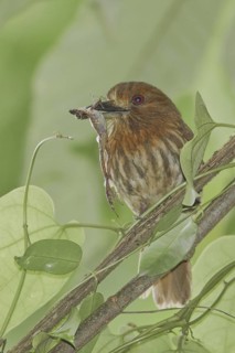 White-whiskered Puffbird (Malacoptila panamensis), Costa Rica