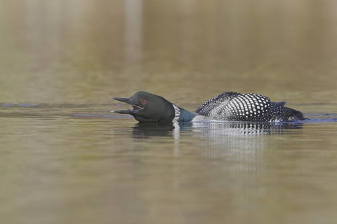 Great Northern Loon (Gavia immer), British Columbia, Canada