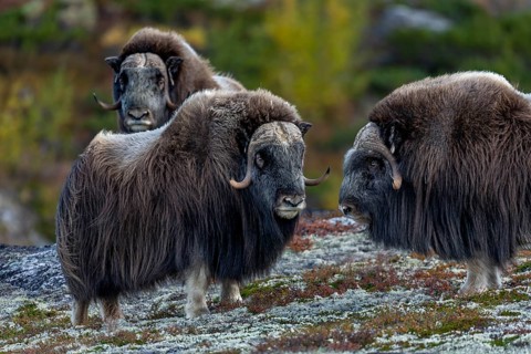 Three musk ox bulls (Ovibos moschatus) on Dovrefjell, a total of four males wandering peacefully