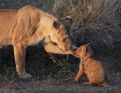 African Lion (Panthera leo) mother with cub, Masai Mara, Kenya