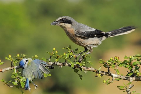Southern Grey Shrike (Lanius meridionalis) female, Andalusia, Spain