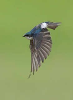 Tree Swallow (Tachycineta bicolor) flying, Colorado, USA