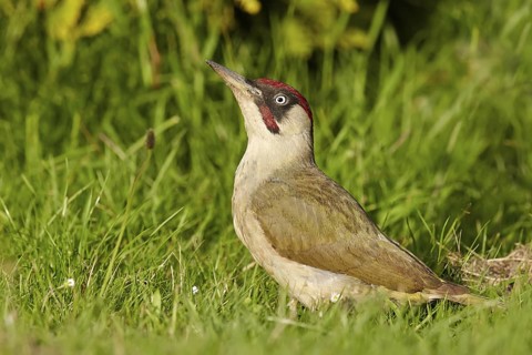Adult, male; standing; grass; summer