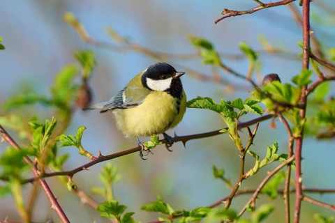 Great tit sitting on a blossoming branch in spring, surrounded by fresh greenery, Great tit (Parus