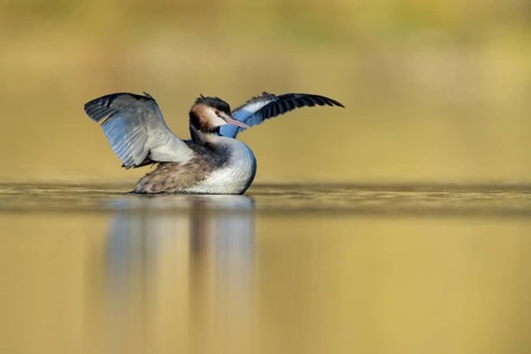 Great Crested Grebe (Podiceps cristatus) flapping, North Rhine-Westphalia, Germany