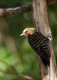 Blond-crested Woodpecker (Celeus flavescens) male, Atlantic rainforest, Brazil
