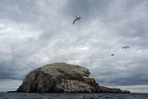 Northern Gannet (Morus bassanus), Bass Rock, Scotland, United Kingdom