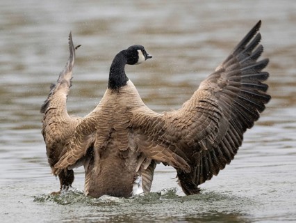 A Canada goose flaps its wings after plumage care, Ümminger See, Bochum, North Rhine-Westphalia,