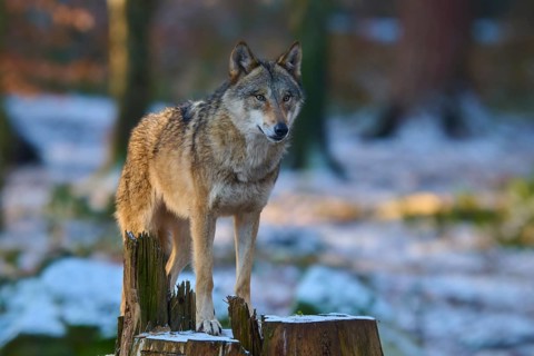 A wolf standing on a tree stump in a snowy forest, winter, wolf (Canis lupus), Germany