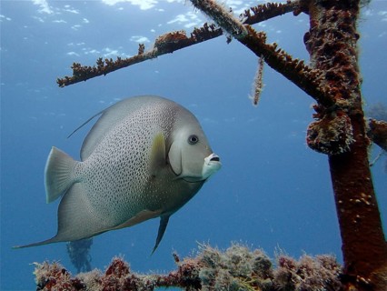 Gray angelfish (Pomacanthus arcuatus)