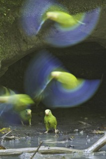 Cobalt-winged Parakeet (Brotogeris cyanoptera), Ecuador