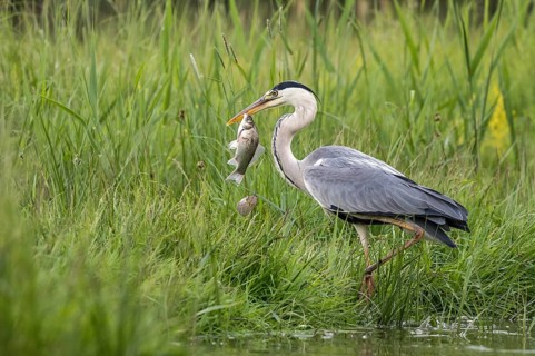 Grey Heron (Ardea cinerea) with fish prey in beak, Subotica, Serbia