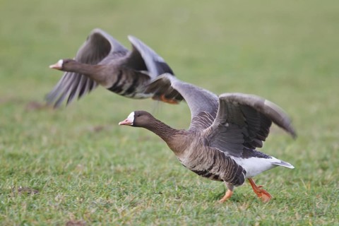 Greater White-fronted Goose (Anser albifrons), North Rhine-Westphalia, Germany