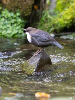 Common Dipper (Cinclus cinclus), adult bird perched on a stone in a hill stream, singing, Hesse,