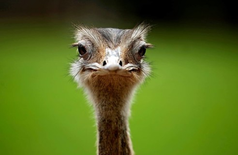 Nandu, Pampastrauss (Rhea americana), head, animal portrait, Vogelpark Schotten, Vogelsberg, Hesse,
