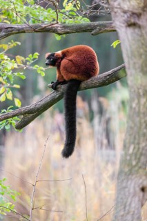 A Red-ruffed lemur, Varecia rubra, sits on the branch of a tree