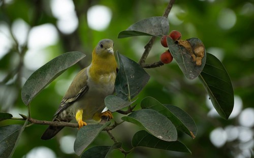 Yellow-footed green pigeon (Treron phoenicopterus) in a banyan tree, Sreepur, Gazipur, bangladesh