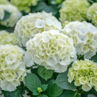 Garden hydrangea (Hydrangea macrophylla 'Lilienstein'), Kühne young plants, Germany