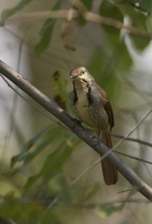 Collared Palm Thrush (Cichladusa arquata), Chobe, Botswana