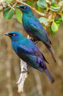 Cape starling (Lamprotornis nitens), pair, Mkuze Game Reserve, Mkuze, KwaZulu-Natal, South Africa