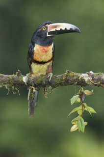 Collared Aracari (Pteroglossus torquatus), Costa Rica