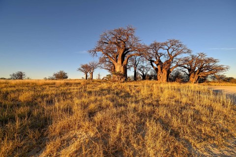 Baines Baobabs, baobab or baobab trees (Adansonia digitata), Kudiakam Pan, Nxai Pan National Park,