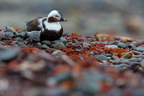 Eisente, Long-tailed Duck, Oldsquaw, Clangula hyemalis, Harelde boréale, Harelde de Miquelon, Pato
