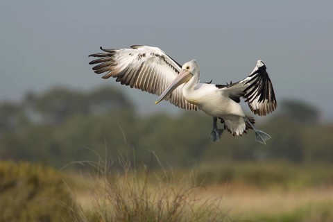 Australian Pelican (Pelecanus conspicillatus) flying, Victoria, Australia