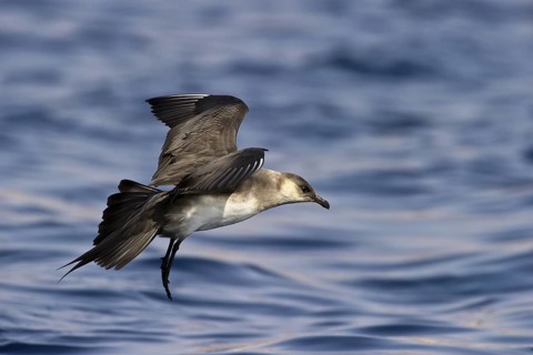 Parasitic Jaeger (Stercorarius parasiticus) flying, Eilat, Israel