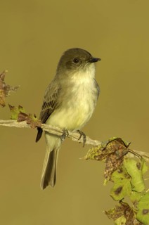 Eastern Phoebe (Sayornis phoebe), Texas, USA