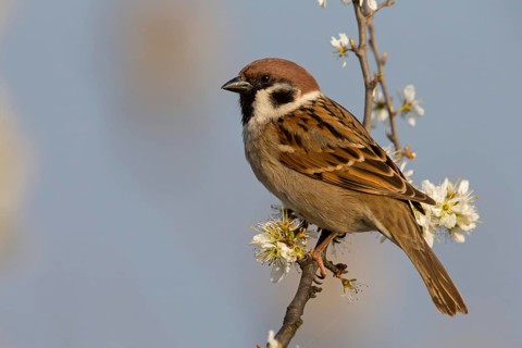 Feldsperling, Eurasian Tree Sparrow, Tree Sparrow, Passer montanus, Moineau friquet, Gorrión