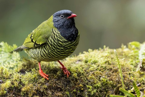 Barred Fruiteater (Pipreola arcuata) perched on a branch in the Andes Mountains in Ecuador