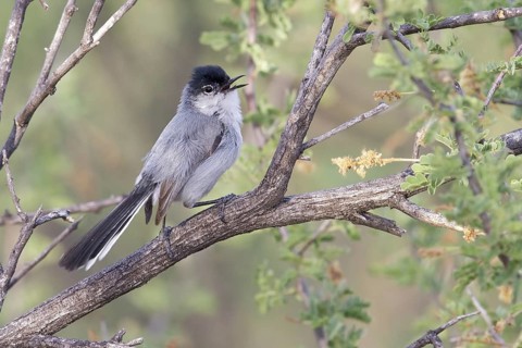 Black-tailed Gnatcatcher (Polioptila melanura) perched on a branch in southern Arizona, USA