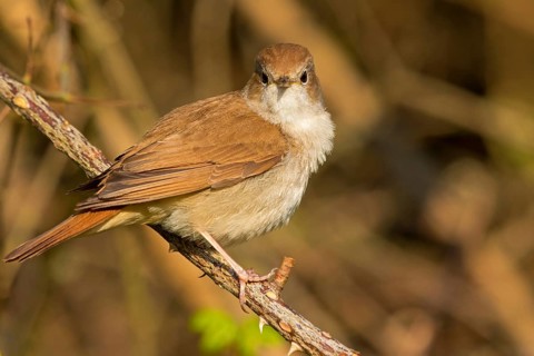 Nightingale, (Luscinia megarhynchos), animals, bird, songbird, family of passerines, classification
