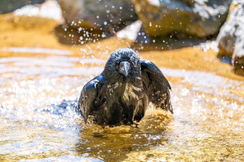 Carrion crow (Corvus corone) taking a bath, washing its feathers, Bavaria, Germany