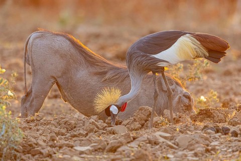Crowned Crane (Balearica regulorum) and Worthog searching food South Luangwa NP Zambia August