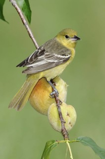 Orchard Oriole (Icterus spurius) female, Texas, USA