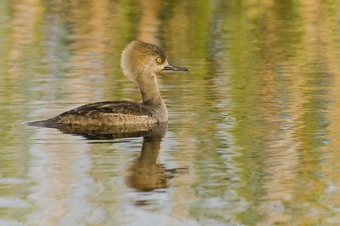 Hooded Merganser (Lophodytes cucullatus) female, Florida, USA