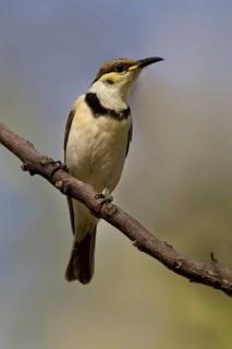 Banded Honeyeater (Cissomela pectoralis) juvenile, Western Australia, Australia