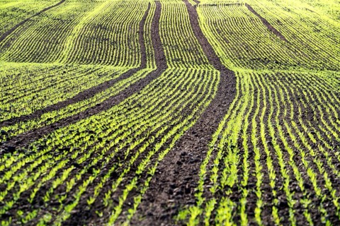 Cool-season cereals in autumn, Oberweser, Weser Uplands, Weserbergland, Hesse, Germany