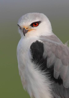 Black-winged Kite (Elanus caeruleus), Vila Franca de Xira, Portugal