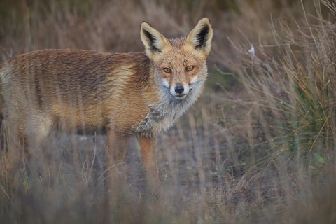 A vivid image of a red fox captured standing alert amidst tall, wild grasses in a field, showcasing