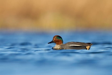 Eurasian Teal (Anas crecca) male, Utrecht, Netherlands