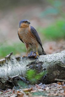 Sperber; lat. Accipiter nisus; Männchen im Alterskleid mit Beute auf Birkenstam am Waldboden;