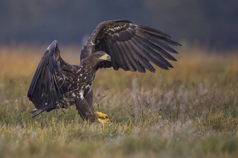 White-tailed Eagle (Haliaeetus albicilla) juvenile flying, Poland