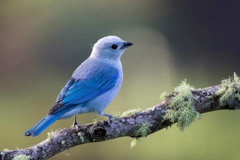 Blue-grey Tanager (Thraupis episcopus) perched on a mossy branch, Solola, Guatemala
