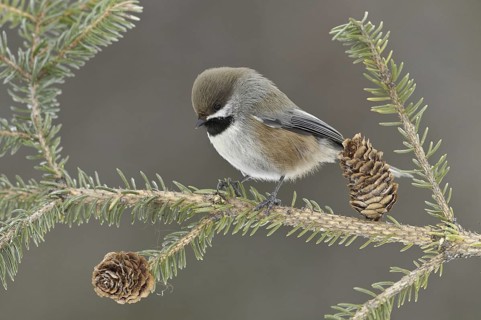 Boreal Chickadee (Poecile hudsonicus), Alaska, USA
