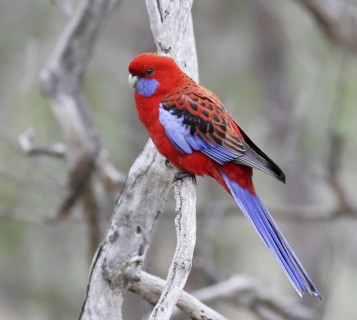 Crimson Rosella (Platycercus elegans), Australian Capital Territory, Australia