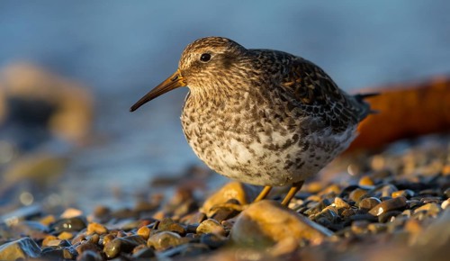 Purple Sandpiper, (Calidris maritima), Animals, Birds, Waders, Varanger, Finnmark, Norway